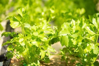 ৫ দিনেই বাগানে, ছাদে ফলবে কেজি কেজি সুগন্ধি ধনেপাতা! 'ম্যাজিক' ট্রিক মেনে বাড়ির টবেই চাষ