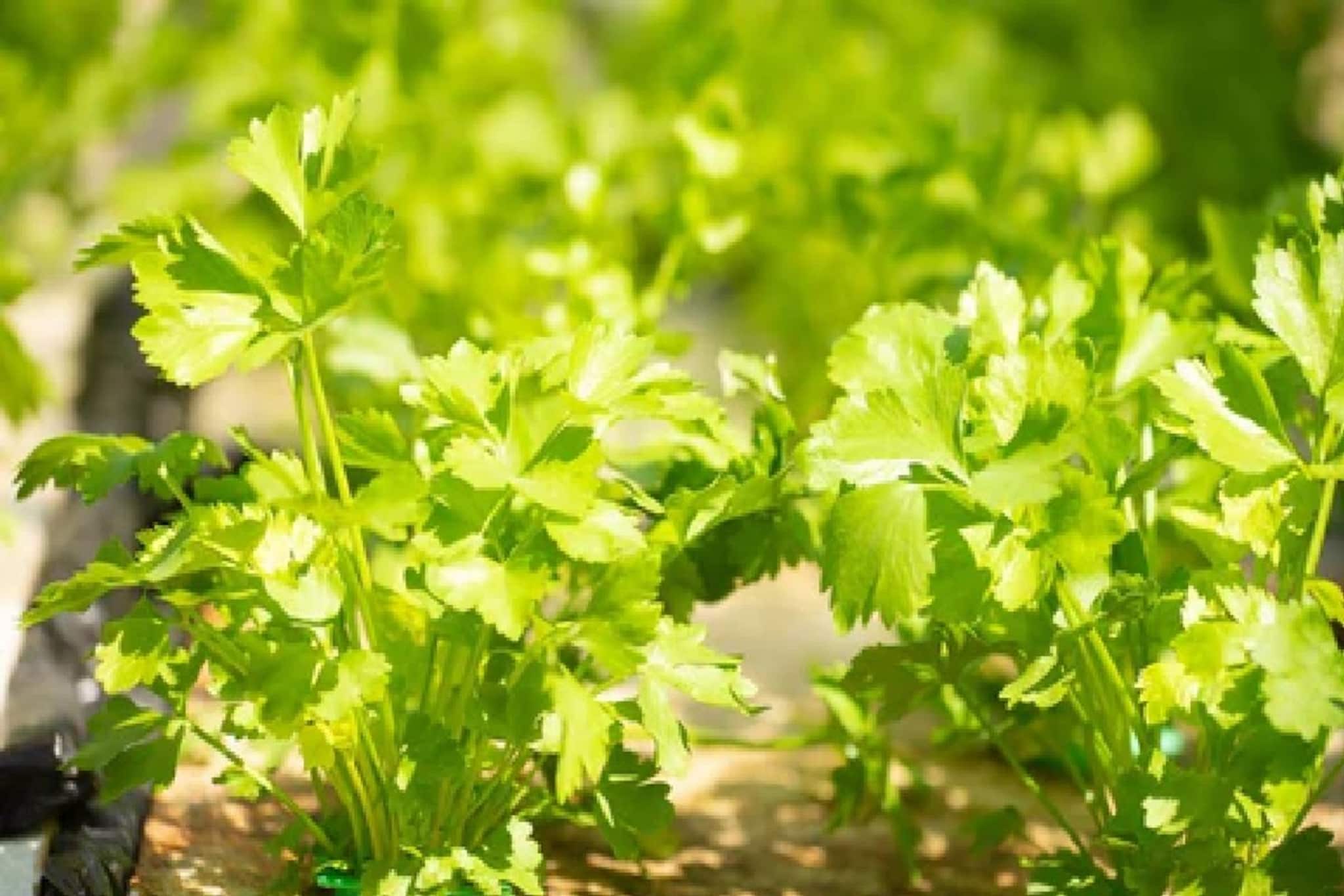 ৫ দিনেই বাগানে, ছাদে ফলবে কেজি কেজি সুগন্ধি ধনেপাতা! 'ম্যাজিক' ট্রিক মেনে বাড়ির টবেই চাষ