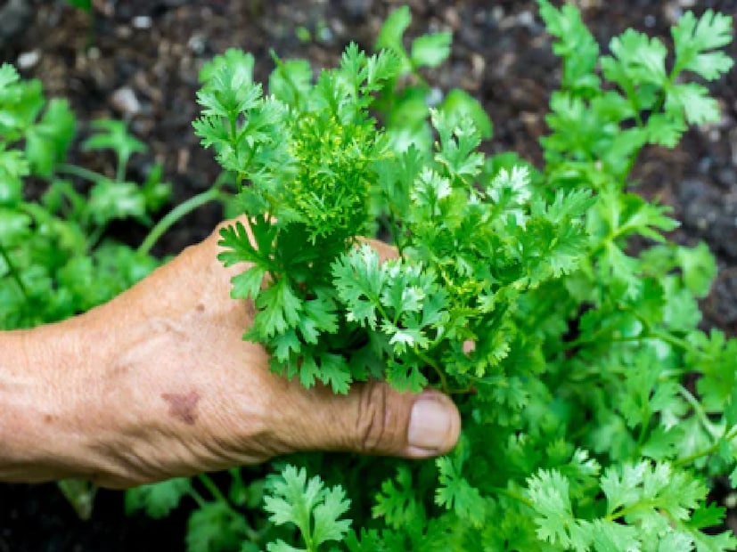 *অতএব, প্রতিদিন আপনার খাদ্যতালিকায় সামান্য তাজা ধনেপাতা অন্তর্ভুক্ত করলে অসংখ্য উপকারিতা পাওয়া যায়—হজমশক্তি উন্নত করা, রোগ প্রতিরোধ ক্ষমতা শক্তিশালী করা এবং শরীরকে প্রয়োজনীয় পুষ্টি সরবরাহ করা।