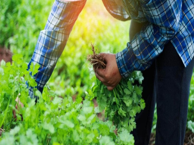 *ধনেপাতা কেবল স্বাদই বাড়ায় না বরং এতে অনেক প্রয়োজনীয় পুষ্টি উপাদানও থাকে। এতে ভিটামিন এ, সি এবং কে সমৃদ্ধ। এগুলিতে ফলিক অ্যাসিড, আয়রন, ম্যাঙ্গানিজ, ক্যালসিয়াম এবং পটাসিয়ামের মতো বেশ কিছু খনিজ পদার্থও রয়েছে।