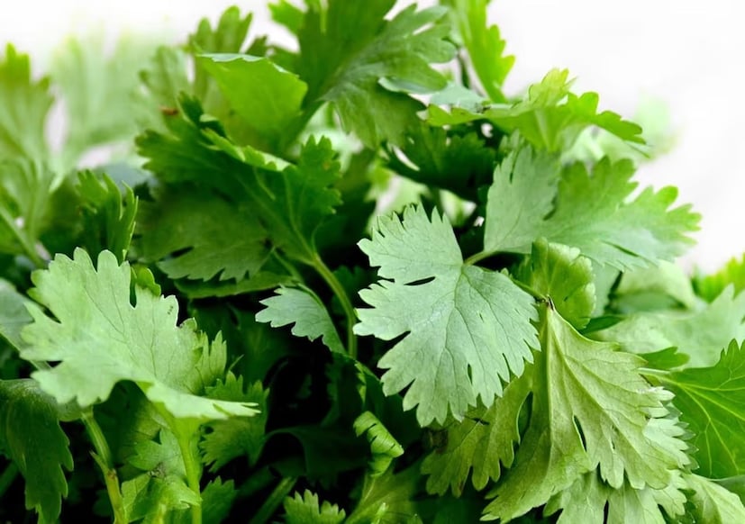 *এমন পরিস্থিতিতে, যদি আপনি বাড়িতে ধনেপাতা চাষ করতে পারেন, এবং তাও খুব বেশি পরিশ্রম ছাড়াই, তার চেয়ে ভাল আর কী হতে পারে? ধনেপাতা এমন একটি গাছ, যা ঘরেই চাষ করা যায় খুব সহজে। তার জন্য বড় পাত্র, প্রচুর মাটি, প্রচুর সূর্যালোক বা কোনও ব্যয়বহুল উপকরণের প্রয়োজন নেই। কেবল কয়েকটি সঠিক কৌশল অনুসরণ করুন, এবং কয়েকদিনেই, তাজা, সবুজ ধনেপাতা আপনার পাত্রে ফুটতে শুরু করবে।