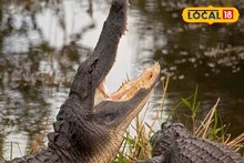 শীত পড়তেই কুমির হাজির এলাকায়! আতঙ্কিত না হয়ে যোগাযোগ করুণ সঠিক জায়াগায়