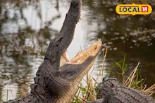 Crocodiles: শীত পড়তেই কুমির হাজির এলাকায়! আতঙ্কিত না হয়ে যোগাযোগ করুণ সঠিক জায়াগায়, কী করতে হবে জানাচ্ছে প্রশাসন