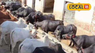 মোষ পাচারের চেষ্টা রুখে দিল এস‌এসবি | প্রতীকী ছবি