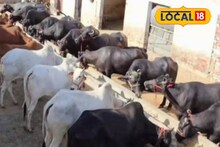 রাতের অন্ধকারে মোষ পাচারের চেষ্টা! লরিতে তল্লাশি চালাতেই বেরিয়ে এল সব, গ্রেফতার ৪