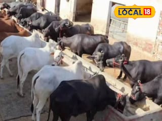 মোষ পাচারের চেষ্টা রুখে দিল এস‌এসবি | প্রতীকী ছবি