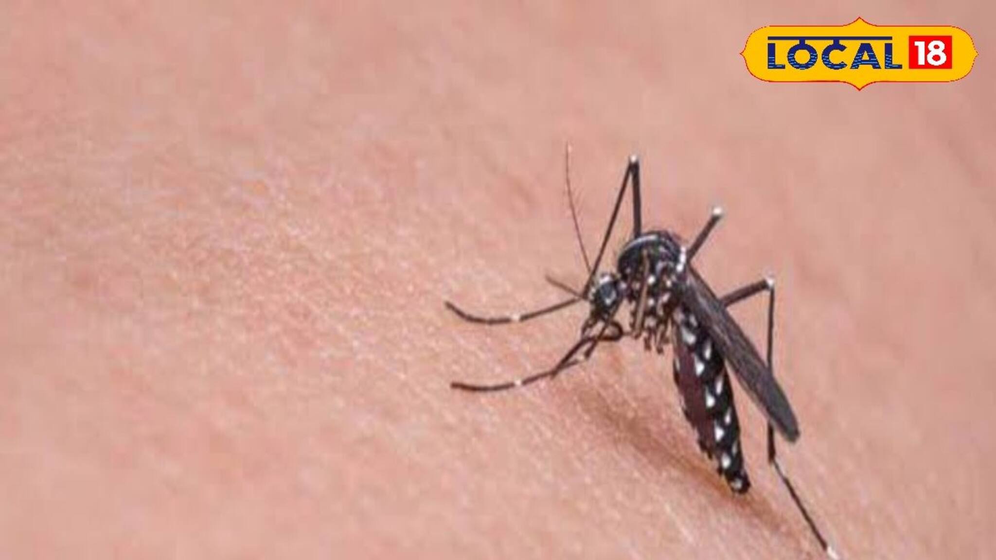 ডেঙ্গি মশার চাষ সোনারপুরে! পরিদর্শনে গিয়ে চোখ কপালে কাউন্সিলরের, বিশেষজ্ঞের পরামর্শ জানুন