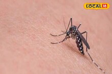 ডেঙ্গি মশার চাষ সোনারপুরে! পরিদর্শনে গিয়ে চোখ কপালে কাউন্সিলরের, বিশেষজ্ঞের পরামর্শ জানুন