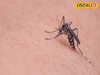 ডেঙ্গি মশার চাষ সোনারপুরে! পরিদর্শনে গিয়ে চোখ কপালে কাউন্সিলরের, বিশেষজ্ঞের পরামর্শ জানুন