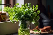 Tips And Tricks: ফ্রিজে রাখার পরেও কি ধনেপাতা পচে যাচ্ছে? এই কৌশলটি ব্যবহার করে দেখুন, দীর্ঘ সময় ধরে তাজা থাকবে