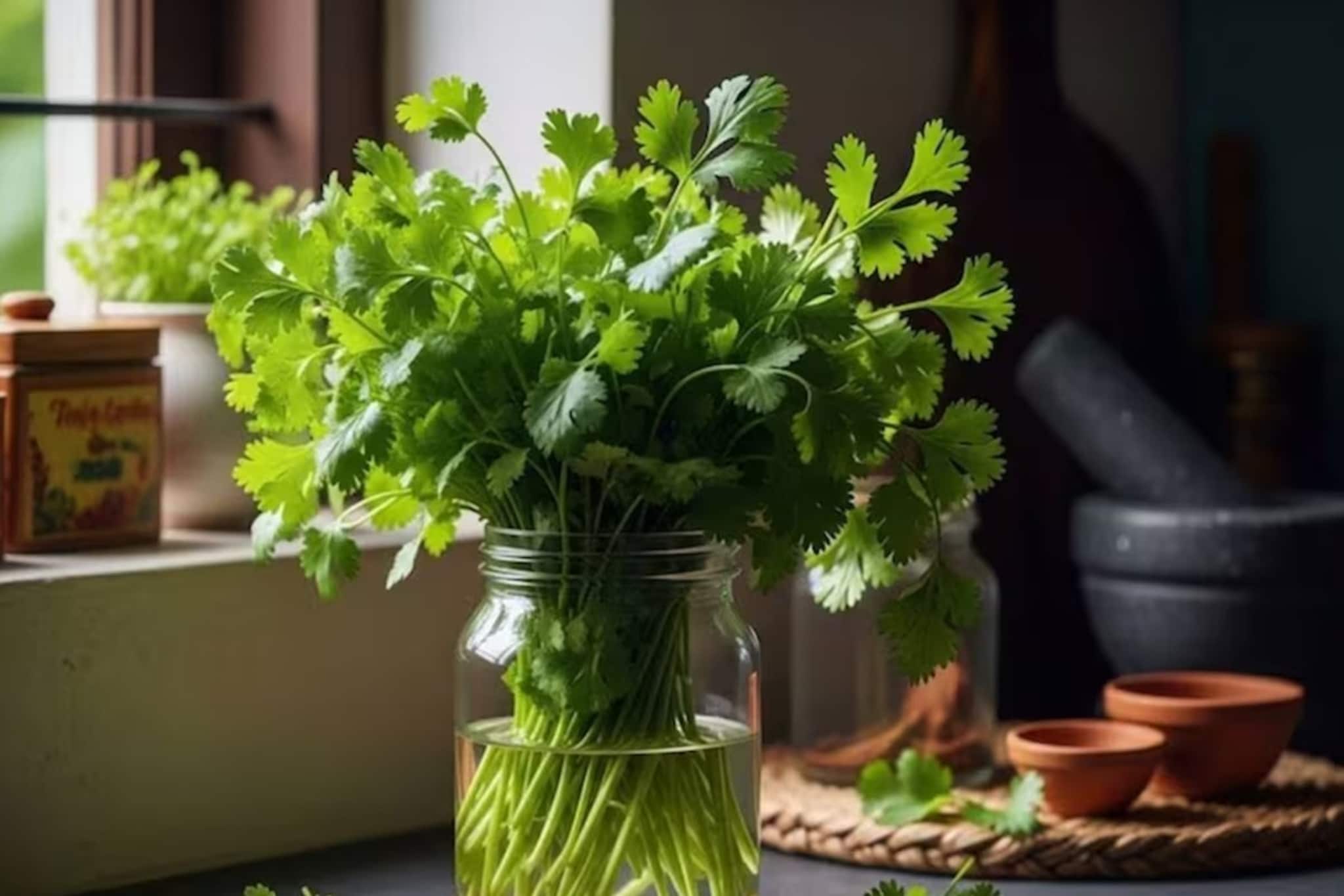 Tips And Tricks: ফ্রিজে রাখার পরেও কি ধনেপাতা পচে যাচ্ছে? এই কৌশলটি ব্যবহার করে দেখুন, দীর্ঘ সময় ধরে তাজা থাকবে