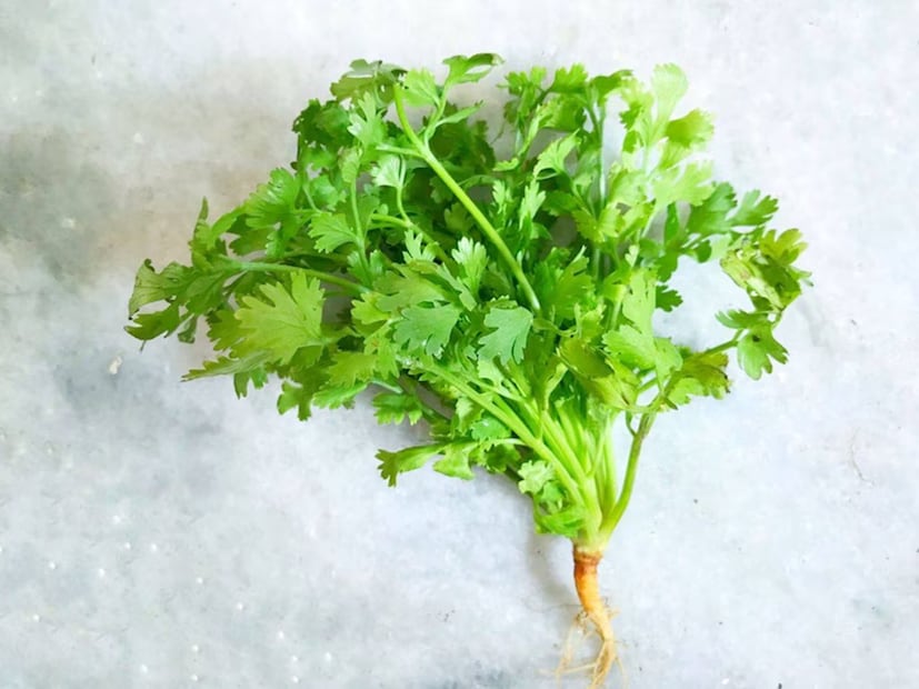 যদি কারও ফ্রিজার না থাকে, তাহলে কাগজও একটি ভাল বিকল্প। ধনেপাতা ভাল করে শুকিয়ে নিতে হবে, কাগজে মুড়িয়ে শুকনো পাত্রে সংরক্ষণ করতে হবে। কাগজ অতিরিক্ত আর্দ্রতা শোষণ করে এবং পাতাগুলিকে দীর্ঘ সময়ের জন্য সতেজ রাখে। ধনেপাতা দীর্ঘ সময়ের জন্য সতেজ রাখতে এটি একটি কাপড়ে মুড়িয়ে ফ্রিজে সংরক্ষণ করতে হবে। কাপড়ের মোড়ক এটির দ্রুত নষ্ট হওয়া রোধ করবে। অথবা ধনেপাতা একটি প্লাস্টিকের ব্যাগে প্যাক করে ফ্রিজে রাখলে এর সতেজতাও বজায় থাকবে।