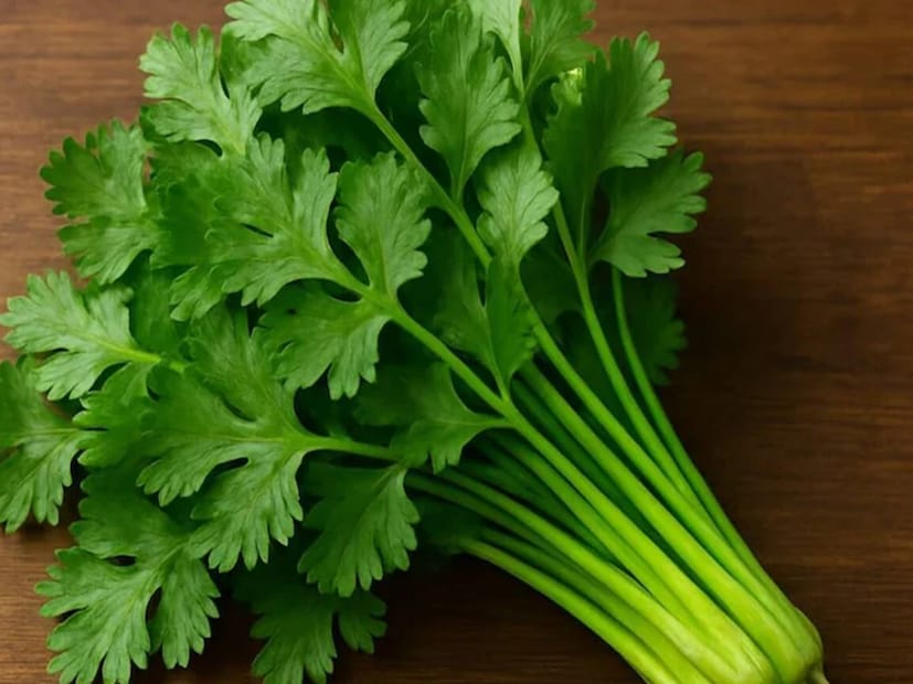 ধনেপাতা প্রতিটি ঋতুতেই ভারতীয় রান্নায় অপরিহার্য এবং বাজারেও সব সিজনে পাওয়া যায়। বড় বড় রেস্তোরাঁ থেকে শুরু করে স্ট্রিট ফুড পর্যন্ত বিভিন্ন ধরনের খাবারে ধনেপাতা ব্যবহার করা হয়। ধনেপাতা সাজিয়ে দিলে খাবারের রঙ এবং স্বাদ উভয়ই বৃদ্ধি পায়, যা এটিকে সবার প্রিয় করে তুলেছে। বাড়িতে চাটনি তৈরিতেও ধনেপাতা ব্যবহার করা হয়। কিন্তু ধনেপাতার একটি সমস্যা হল এটি দ্রুত নষ্ট হয়ে যায়। (Representative/AI Image) 