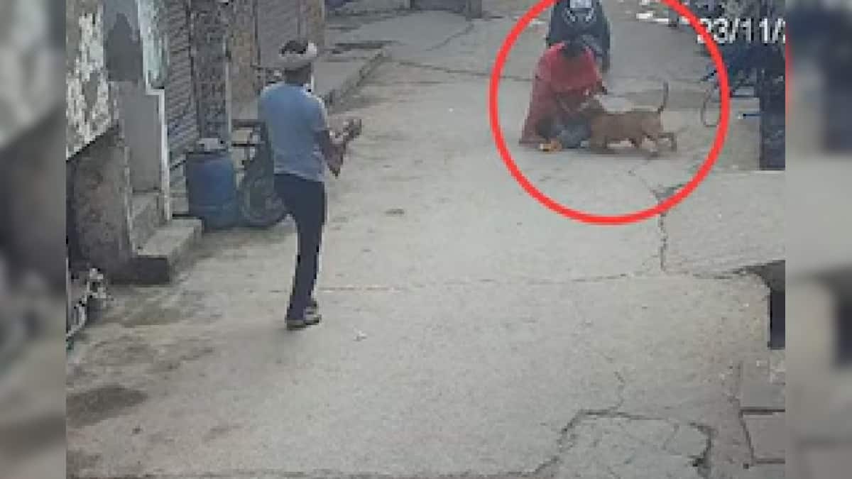 Pitbull Attack: ভয়ঙ্কর পিটবুলের কামড়ে ৬ বছরের শিশুর কান! বিষয়টি থানায় পৌঁছয়, কী হল কুকুরের মালিকের… Pitbull Attack: ভয়ঙ্কর পিটবুলের কামড়ে ৬ বছরের শিশুর কান! বিষয়টি থানায় পৌঁছয়, কী হল কুকুরের মালিকের…