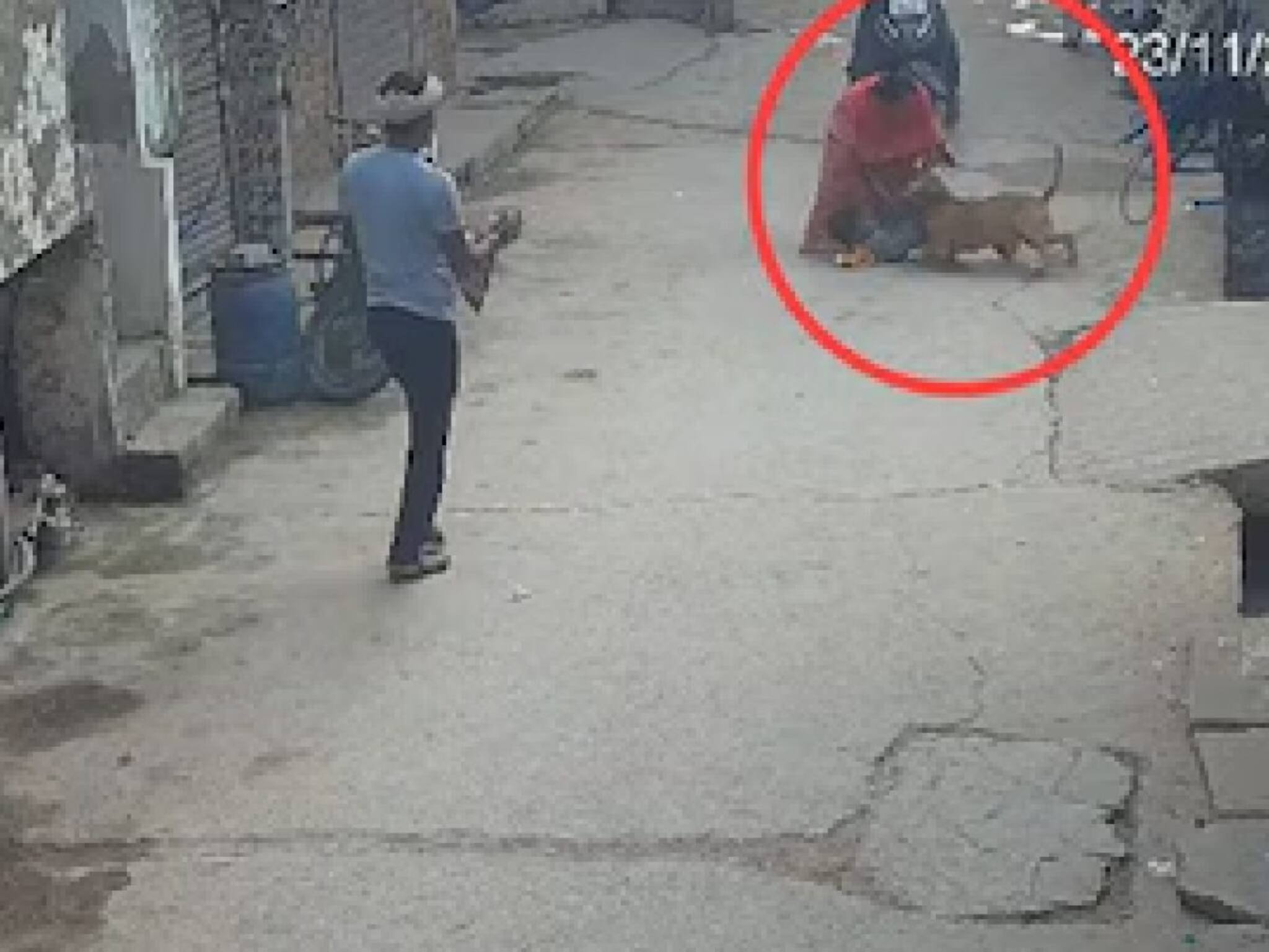 Pitbull Attack : ৬ বছরের শিশুর কান কামড়ে ছিঁড়ে নিল ভয়ঙ্কর পিটবুল! থানা পর্যন্ত গড়াল মামলা, কুকুরের মনিবের সঙ্গে এবার যা হল...