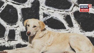 প্রতীকী ছবি৷ 