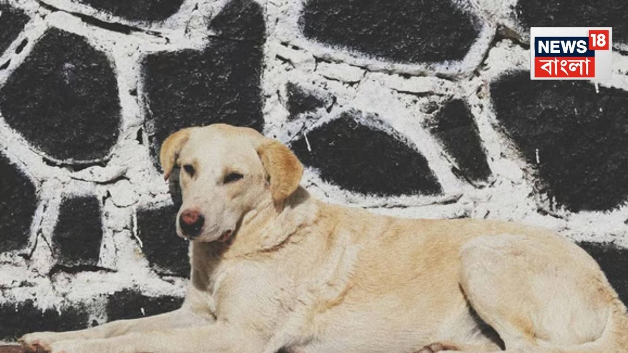 China News: অগাস্টে হারিয়ে গিয়েছিল সেপ্টেম্বর, তিন মাস পর খোঁজ মিলল ১৫০০ কিলোমিটার দূরে! আবেগে চোখে জল