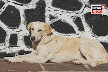 অগাস্টে হারিয়ে গিয়েছিল সেপ্টেম্বর,তিন মাস পর খোঁজ মিলল ১৫০০ কিলোমিটার দূরে!আবেগে চোখে জল