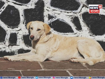 প্রতীকী ছবি৷ 