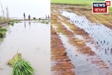 পাকা ধানে জল ঢেলেছে অসময়ের বৃষ্টি! জমিতেই ফসল নষ্টের আশঙ্কায় কৃষকরা