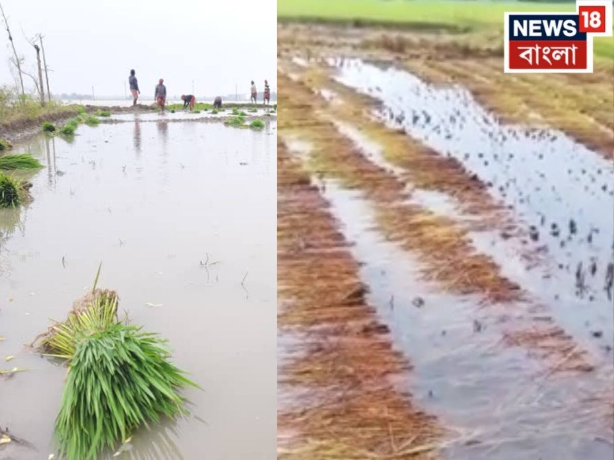 পাকা ধানে জল ঢেলেছে অসময়ের বৃষ্টি! জমিতেই ফসল নষ্টের আশঙ্কায় কৃষকরা