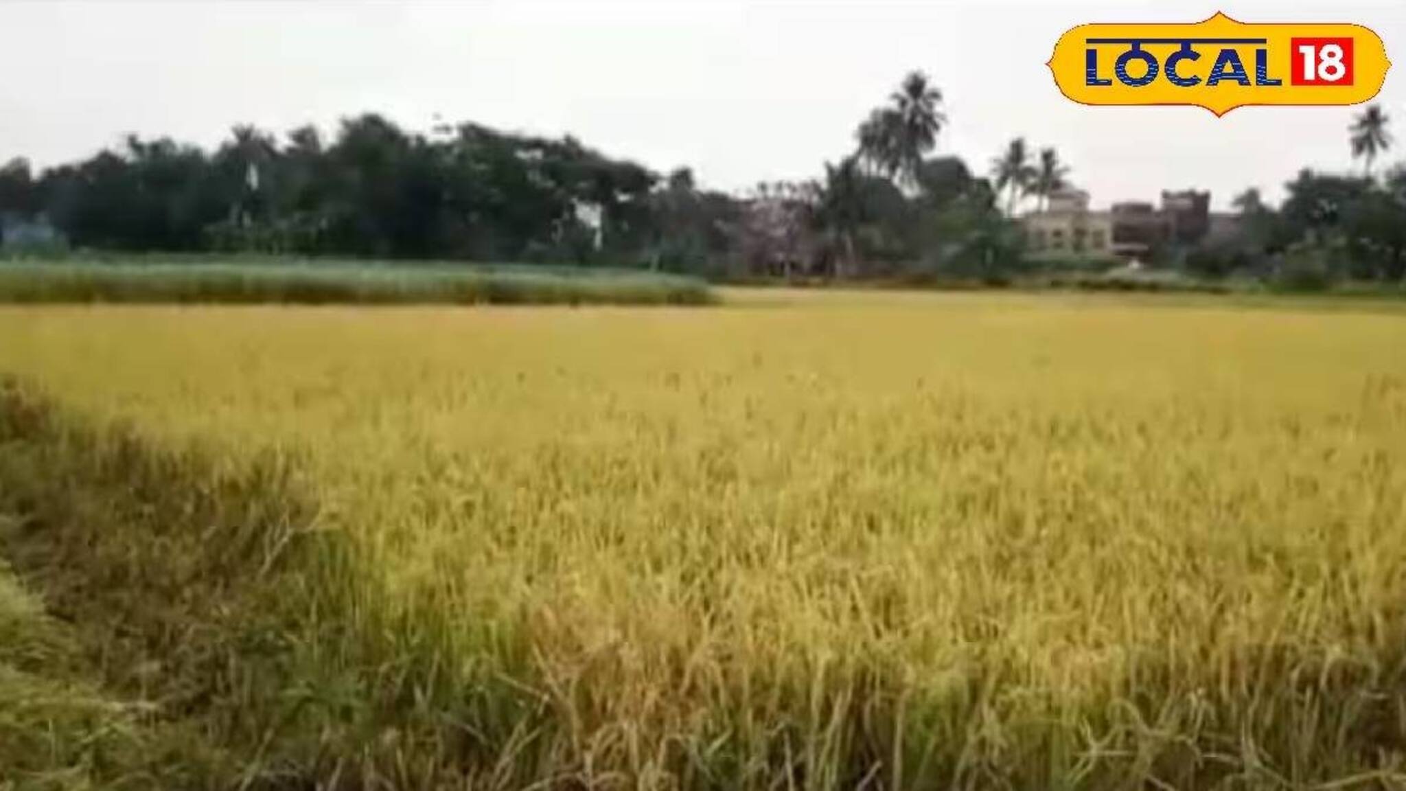 ধান পাকার মরসুমে রাজ্যের 'শস্যগোলায়' আতঙ্ক! ফসল কাটার জন্য মিলছে না লোক