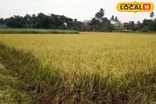 East Bardhaman News: ধান পাকার মরসুমে রাজ্যের 'শস্যগোলায়' আতঙ্ক! জমিতে ঘুরে বেড়াচ্ছে গোখরো-কেউটে-চন্দ্রবোড়া, ফসল কাটার জন্য মিলছে না লোক