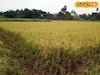 ধান পাকার মরসুমে রাজ্যের 'শস্যগোলায়' আতঙ্ক! ফসল কাটার জন্য মিলছে না লোক
