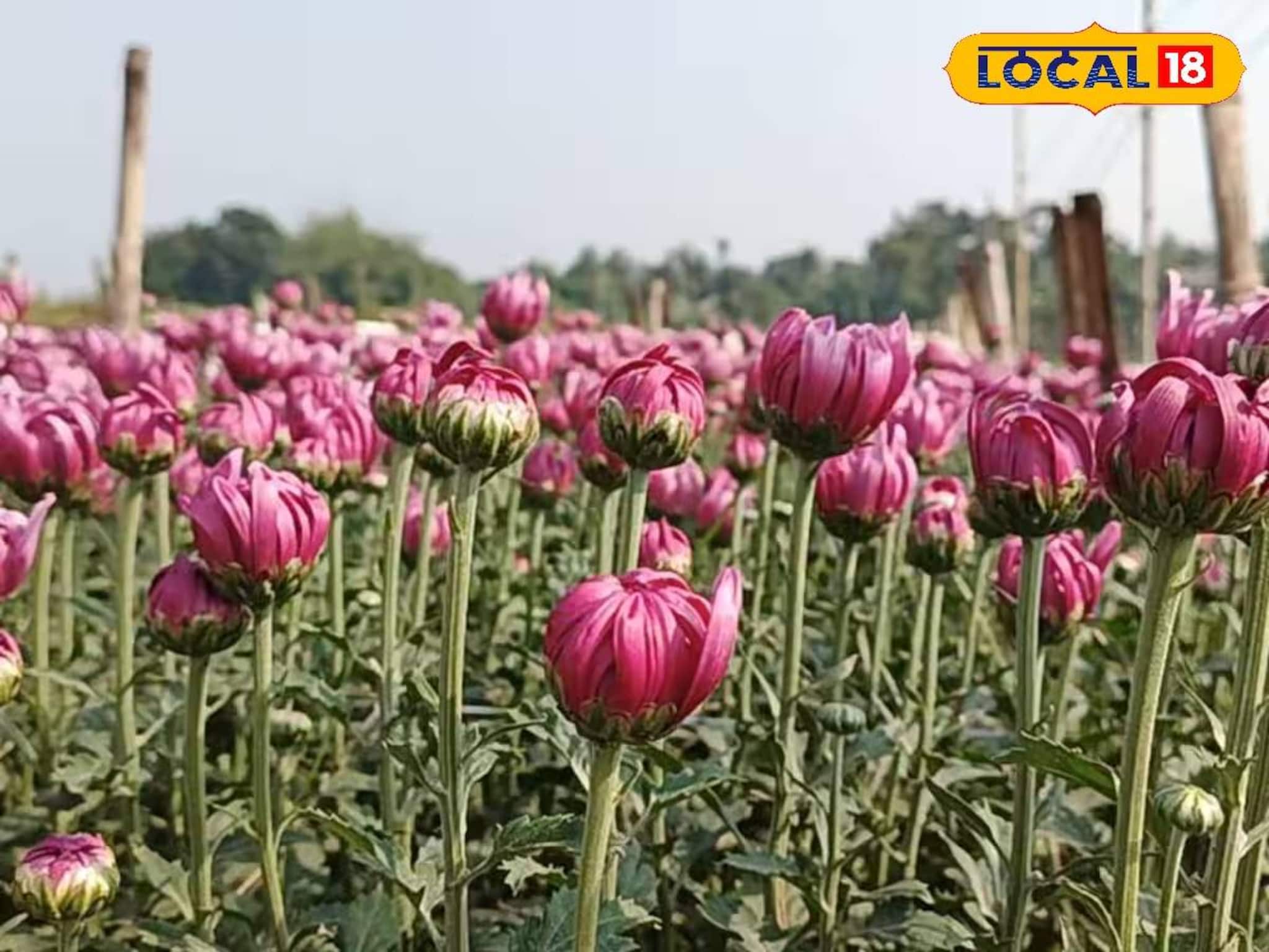 East Medinipur News: ফুল চাষিদের পোয়া বারো! চালু হচ্ছে রাজ্যের একমাত্র ফুল রাখার হিমঘর, নামমাত্র খরচে ফুল রেখে বাড়বে লাভের পরিমাণ