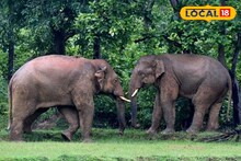 দাঁতালের আতঙ্কে কাঁটা জঙ্গলমহল! হাতি-মানুষ সংঘাতের নেপথ্যে 'বিশেষ' কারণ, জানাচ্ছেন গবেষকরা