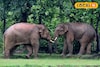 দাঁতালের আতঙ্কে কাঁটা জঙ্গলমহল! হাতি-মানুষ সংঘাতের নেপথ্যে 'বিশেষ' কারণ, জানাচ্ছেন গবেষকরা