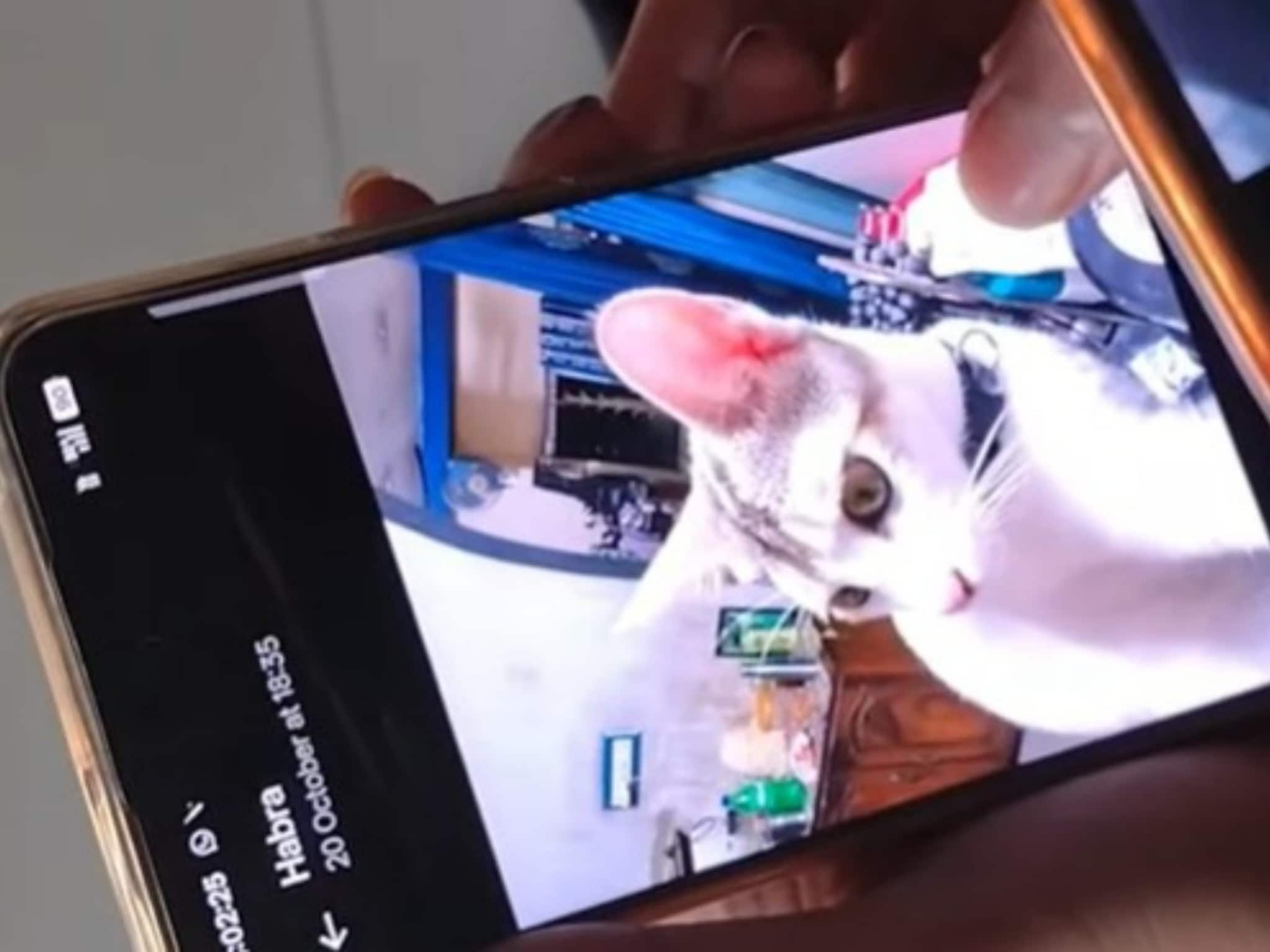 চিকিৎসার গাফিলতিতে বিড়াল মৃত্যুর অভিযোগ, শোকের ছায়া হাবড়ার মুখোপাধ্যায় পরিবারে