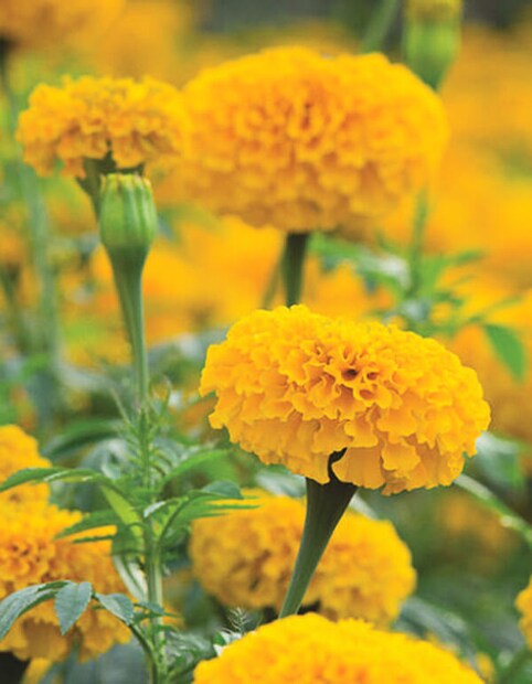 এই প্রসঙ্গে হাজারীবাগের শ্রী রাম গার্ডেনের একজন বিশেষজ্ঞ মালি রাকেশ সিং ব্যাখ্যা করেন যে শীতকালে গাঁদা গাছে ফুল না আসা একটি সাধারণ সমস্যা। এর প্রধান কারণ হল পুষ্টির ঘাটতি এবং অপর্যাপ্ত সেচ।