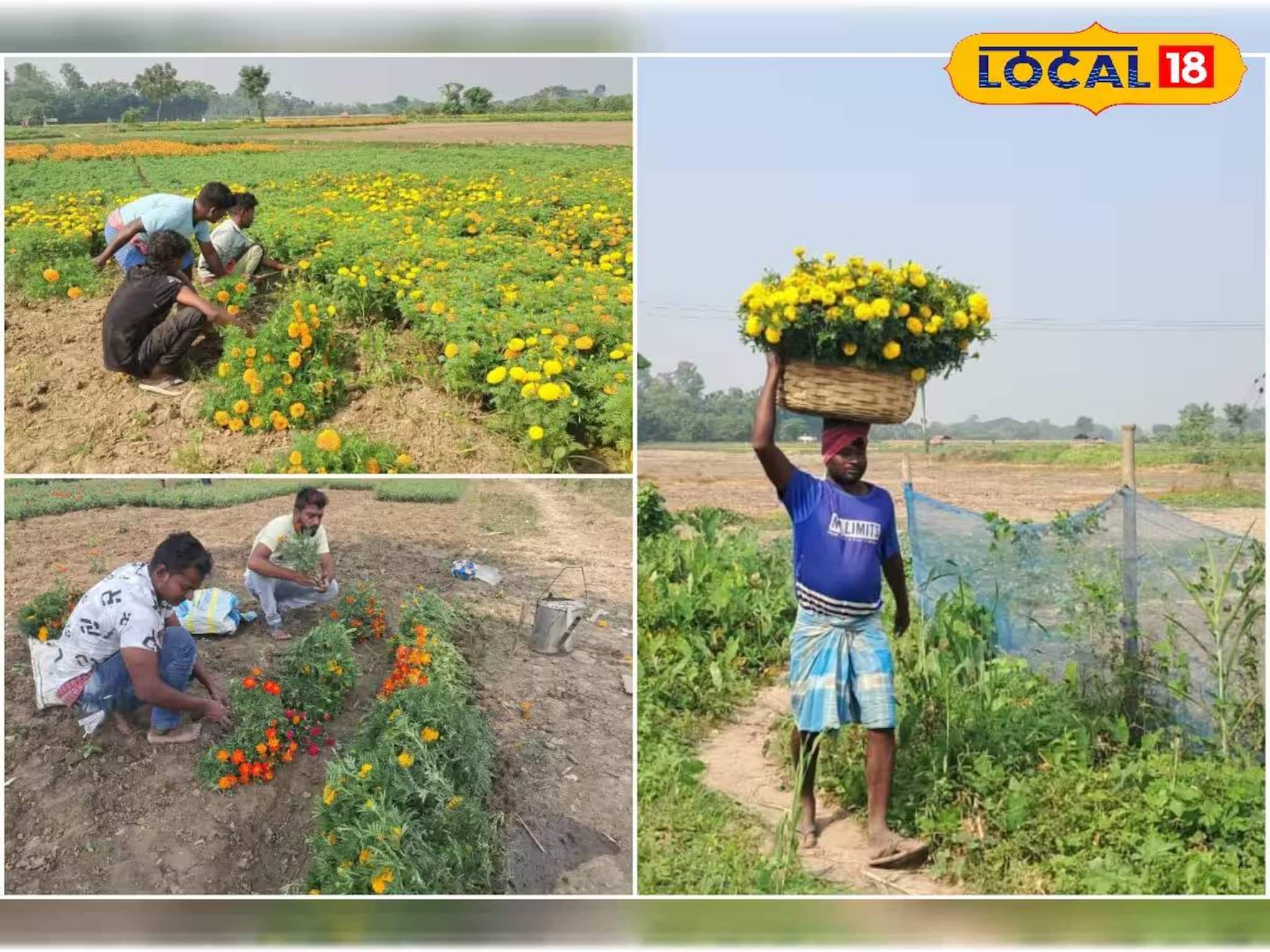 ভিনরাজ্যে পাড়ি দিচ্ছে পূর্বস্থলীর ফুল, তবুও হচ্ছে না বিশেষ লাভ! চাষিদের মুখের হাসি উধাও