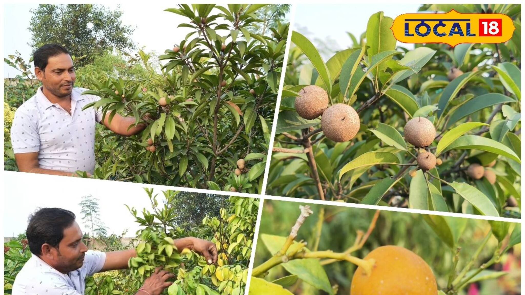 Gardening: বাড়ির বাগানেই যেন এক টুকরো ভারত! দেশি মাটিতে বিদেশি ফলের বাহার, সামান্য জমিতেই বড় স্বপ্ন পুরুলিয়ার কার্তিকের