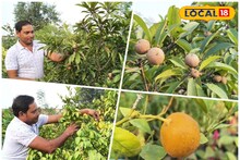 Gardening: বাড়ির বাগানেই যেন এক টুকরো ভারত! দেশি মাটিতে বিদেশি ফলের বাহার, সামান্য জমিতেই বড় স্বপ্ন পুরুলিয়ার কার্তিকের