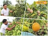 বাড়ির বাগানেই এক টুকরো ভারত! দেশি মাটিতে বিদেশি ফলের বাহার, সম্ভব করলেন পুরুলিয়ার কার্তিক