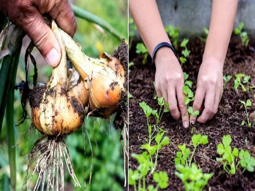 *প্রতিদিন একটু একটু করে রান্নাঘরের বর্জ্য দিতে হবে সারের জন্য। রসুন থেকে শুরু করে লঙ্কা, লেবু এবং ধনেপাতা পর্যন্ত আশ্চর্যজনক ফলাফল দেখতে পাবে। এটা সবই প্রাকৃতিক। গন্ধ এত তীব্র যে অল্প করে খেয়ে তৃপ্ত হবে।