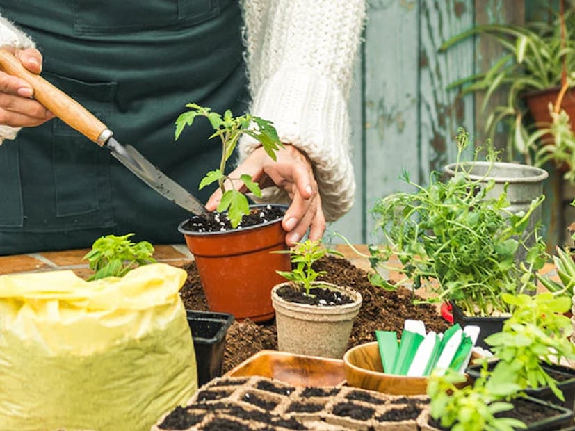 *শীত কড়া পড়ার আগেই দেখবেন এই ছোট ছোট জিনিস কেনার জন্য আপনাকে আর বাজারে যেতে হবে না। পরিবর্তে, আপনি প্রতিদিন আপনার প্রয়োজন অনুসারে এগুলি বাড়ির বাগান থেকেই ছিঁড়ে নিতে পারবেন একেবারে ফ্রেশ।
