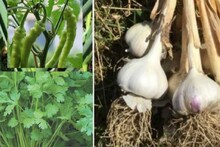 রসুন, ধনেপাতা, লঙ্কা, লেবু ফলবে একই পাত্রে...! কড়া শীতের আগেই গাছ উপচে পরবে ফল-সবজিতে