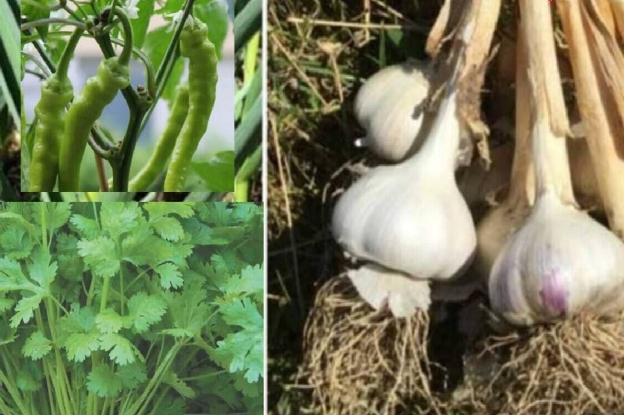 রসুন, ধনেপাতা, লঙ্কা, লেবু ফলবে একই পাত্রে...! কড়া শীতের আগেই গাছ উপচে পরবে ফল-সবজিতে