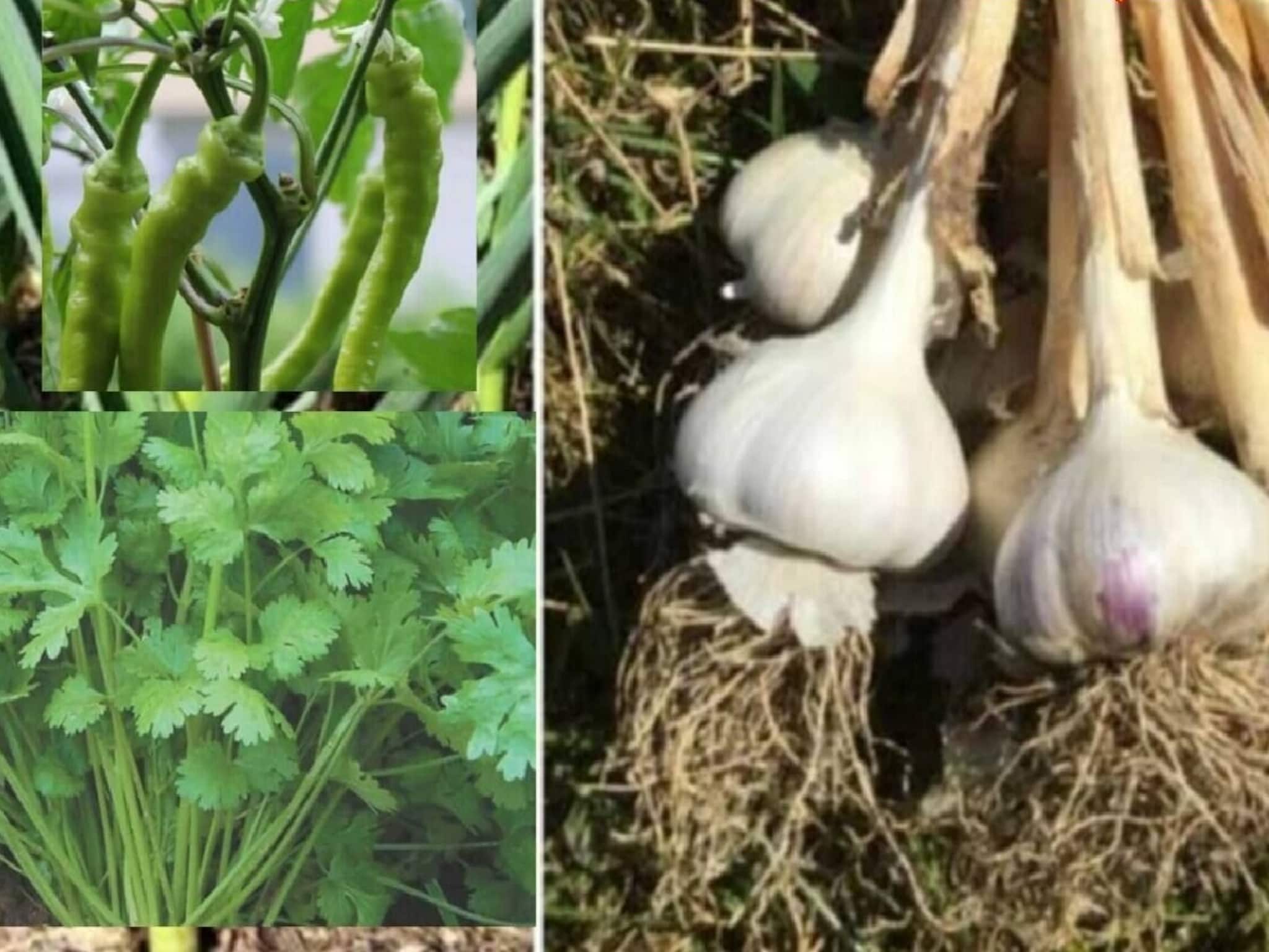 Gardening Tips: রসুন, ধনেপাতা, লঙ্কা, লেবু ফলবে একই পাত্রে...! কড়া শীতের আগেই গাছ উপচে পরবে ফল-সবজিতে, বাজারে যাওয়ার দরকার হবে না