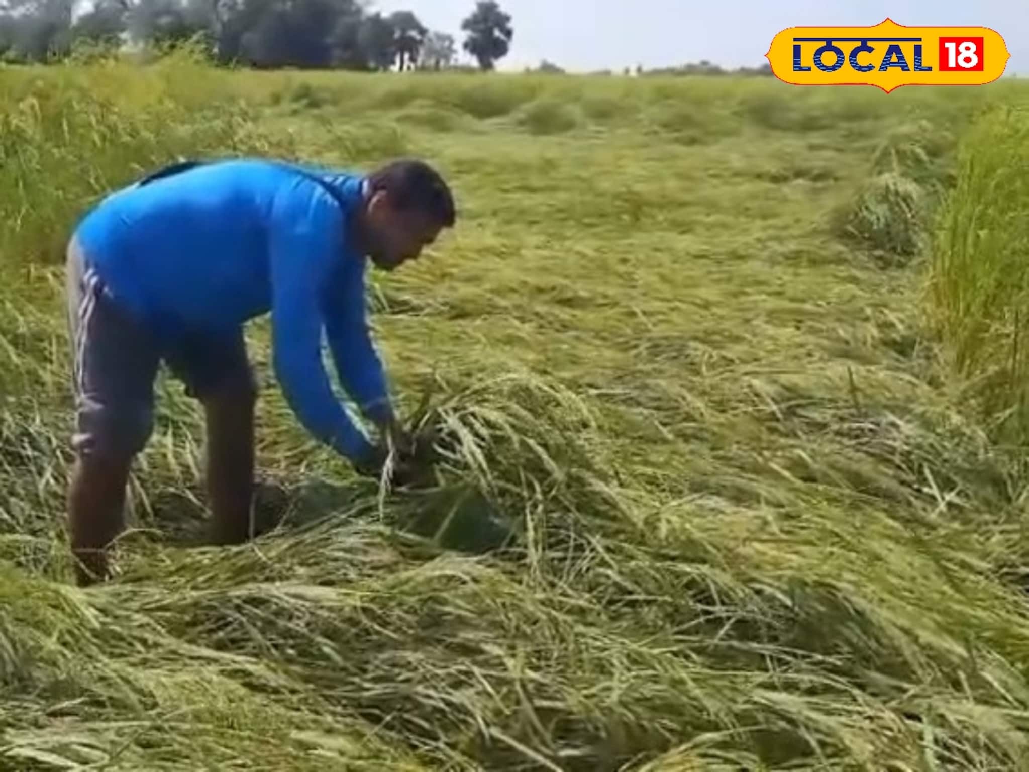 Agriculture News: বিঘা বিঘা জমিতে এই চাষ করে ব্যাপক মুনাফা হচ্ছে চাষিদের