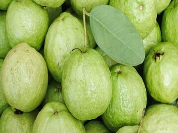 পেয়ারা শুধু ফল নয়, ওষুধও বটে! রোজের খাদ্যতালিকায় রাখলে মিলবে একাধিক স্বাস্থ্যগুণ