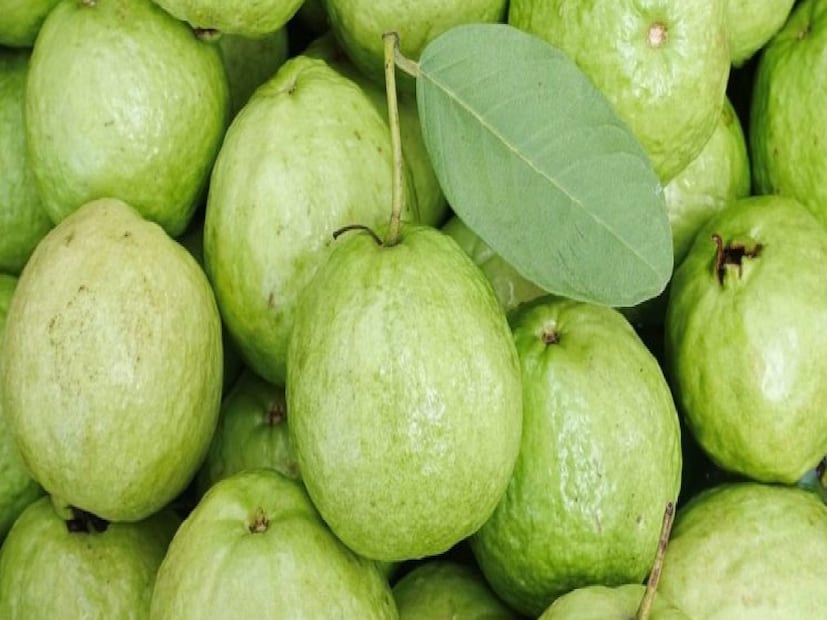 *জিমে যাওয়াদের জন্য এটি কেন সবচেয়ে ভাল? যারা ব্যায়াম করেন, তাদের জন্য প্রোটিন অপরিহার্য, কারণ এটি পেশী পুনরুদ্ধার, পেশী গঠন এবং শক্তি বৃদ্ধিতে সহায়তা করে। পেয়ারা কেবল প্রোটিন সমৃদ্ধ নয়, বরং ফাইবার, ভিটামিন সি, ম্যাগনেসিয়াম এবং অ্যান্টিঅক্সিডেন্টেও সমৃদ্ধ।