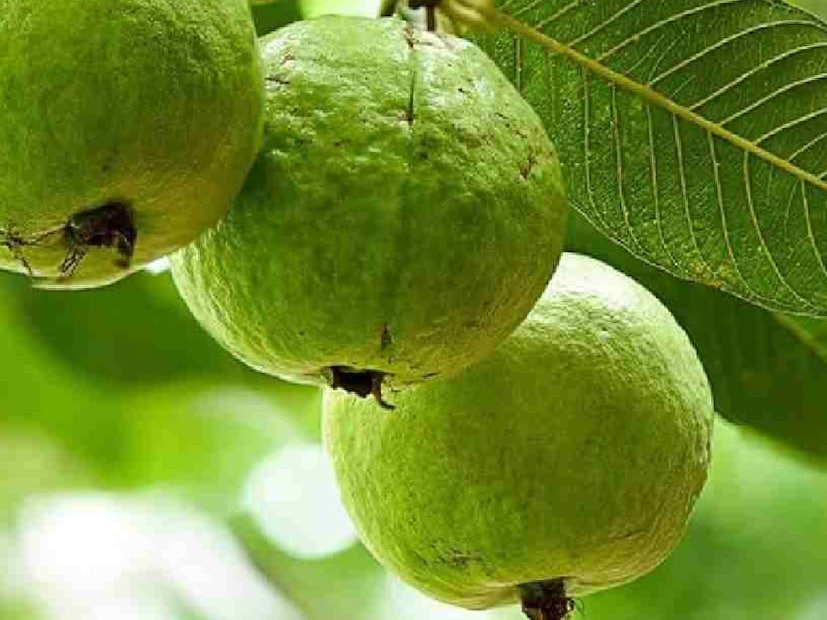 *যদিও পেয়ারা যে কোনও সময় খাওয়া যেতে পারে, এটি সকালের নাস্তায় বা ওয়ার্কআউটের পরে অন্তর্ভুক্ত করা সবচেয়ে উপকারী। এটি ফাইবার এবং পুষ্টির আরও ভাল শোষণকে উৎসাহিত করে। একটি পেয়ারার স্মুদি প্রোটিন এবং ফাইবারের দ্বিগুণ ডোজ মেলে। আপনি এটি স্যালাড হিসাবেও খেতে পারেন। 