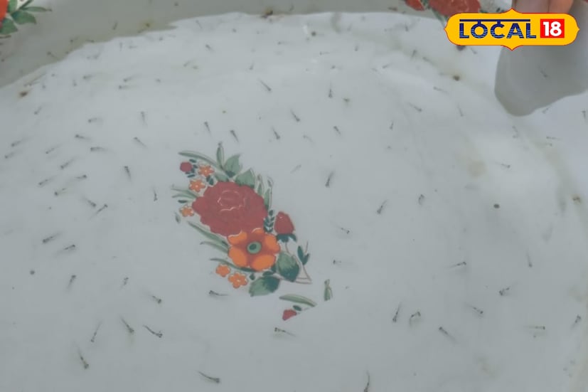 বাঁকুড়ার রামসাগরের হ্যাচারীগুলি বহুদিন ধরে সক্রিয়। প্রায় দেড়শ জন মালিকের হ্যাচারি রয়েছে ছোট্ট রামসাগরে। ডিম পোনার জন্য রামসাগরের নাম বেশ জনপ্রিয় দেশজুড়ে। প্রোডাকশনের সঙ্গে চাহিদাও তুঙ্গে।