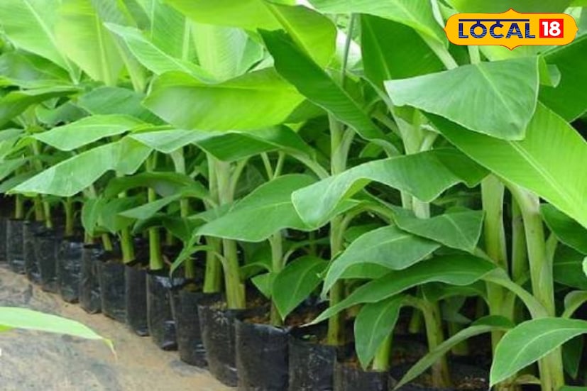 দক্ষিণবঙ্গের নদিয়ার কেন্দ্রীয় খামার থেকে এই চারাগুলি জলপাইগুড়ির মোহিতনগর খামারে আসবে। খুরশিদ আলম আরও জানান, এই টিস্যু কালচার করা চারা সম্পূর্ণ রোগমুক্ত, দ্রুত বৃদ্ধি পায় এবং ফলনও তুলনামূলক বেশি। সংশ্লিষ্ট ব্লকের বিডিও অফিসের মাধ্যমে কৃষকদের মধ্যে এই চারা বিতরণ করা হবে।