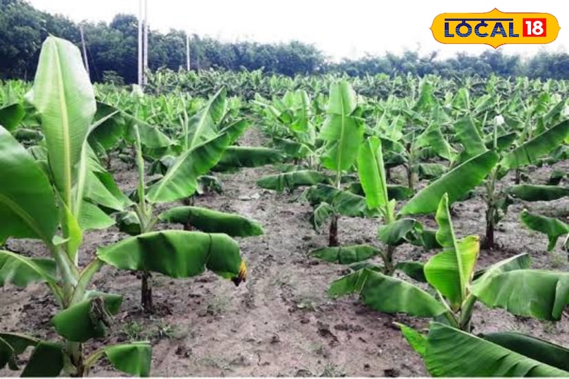 জেলার বিভিন্ন ব্লকে বিনামূল্যে দেওয়া হচ্ছে উন্নতমানের টিস্যু কালচার করা কলাগাছের চারা। মূলত দ্রুত ফলন ও আর্থিক পুনরুদ্ধারের লক্ষ্যে এই প্রকল্প হাতে নিয়েছে দফতর। তবে এই চারা দেওয়া হচ্ছে না ডুয়ার্সের নাগরাকাটা, মেটেলি, বানারহাট ও মাল ব্লকে। কারণ, ওইসব অঞ্চলে রয়েছে বুনো হাতির মারাত্মক উপদ্রব।