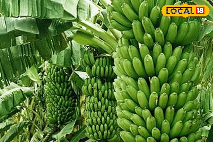 যেসব এলাকায় হাতির উপদ্রব বেশি, সেখানে বিকল্প হিসেবে হাতিতে না খায় এমন ফলের গাছের চারা বিলির পরিকল্পনাও নেওয়া হয়েছে। বন্যার ক্ষতি সামলে এবার কলা চাষের হাত ধরে সবুজ স্বপ্ন দেখছেন জেলার বহু কৃষক। (ছবি ও তথ্য: সুরজিৎ দে)